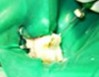 endodoncia-2b_big